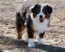 Puppies, toy aussie pups tx, toy aussie pups. Flyn M Toy Mini Aussies