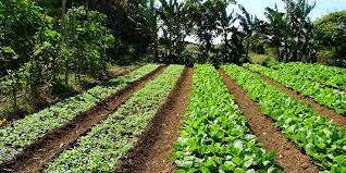 Design and build a permaculture food forest in your backyard, neighborhood, or city. How To Create A Permaculture Food Forest Forest Garden Or Forest Farm Grocycle