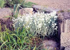 Image result for Cerastium indicum