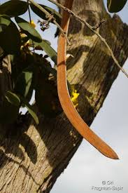 Image result for Markhamia obtusifolia