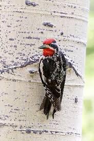 Adults have a red head and upper chest; Tap Into Sapsuckers The Woodpeckers With A Sweet Tooth Birds And Blooms
