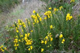 Image result for Ulex minor
