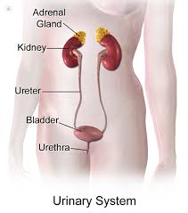 For example, if cancer has spread to the liver, abdominal pain may be the first symptom noticed. Female Urology What Is It Symptoms Causes Prevention And Treatment Top Doctors