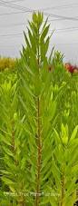 Image result for Myrica