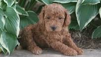 Moyen Poodle for sale from doodlepuppy.com