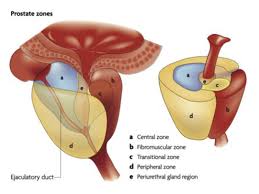 Image result for Prostate Anatomy