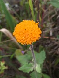 Image result for Crassocephalum vitellinum