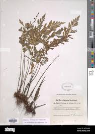 Image result for Asplenium buettneri