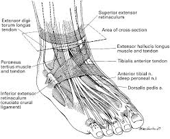 diagram showing the tendons and ligaments of the ankle and