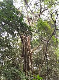 Image result for Agelanthus