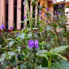 Image result for Stachytarpheta cayennensis