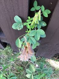 Image result for Crotalaria misella