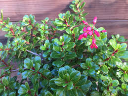 Image result for Escallonia