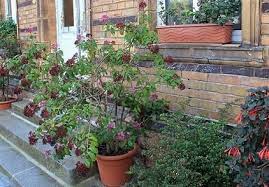 Fuchsia plant care is easy, make good potted small trees, develop bushy shape, varieties in many colors, likes cooler temperatures. Growing Fuchsia Plants In Containers Sunday Gardener