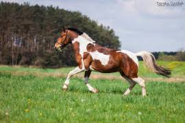 Jeździecki portal ogłoszeniowy - Oferty koni - Ogłoszenia sprzedam, kupię  konia - Konie na sprzedaż - Stadniny i stada - Ośrodki jeździeckie i  pensjonaty - Pojazdy konne - Giełda rolna - Sprzedaż koni