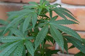 Die getrockneten weiblichen blütenstände heißen marihuana. Marihuana Cannabis Droge Medizinisch Medizin Gras Betaubungsmittel Pflanze Pikist