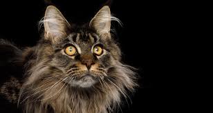They follow you, and stay sweet after they grow up. Maine Coon Breeders Australia Maine Coon Info Kittens