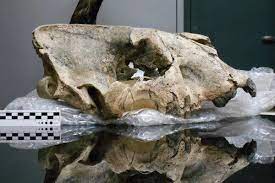 There are 2 smiledon for sale on etsy, and they cost $67.00 on average. They Knew Saber Toothed Tigers Were Big Then They Found This Skull The New York Times