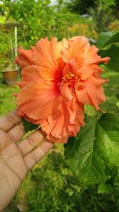 Multi Layered Orange Hibiscus Hibiscus Hibiscus Flowers Flowers