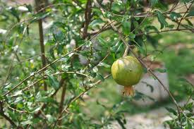 Tidak mengherankan jika tomat tumbuh dengan baik di dalam pot. Tips Agar Buah Delima Di Pot Cepat Berbuah Artikel Pertanian Terbaru Berita Pertanian Terbaru