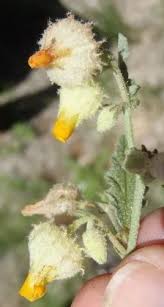 Image result for Hermannia grandistipula