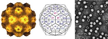 Résultat de recherche d'images pour "virus capsid electron rendering"
