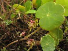 Image result for Hydrocotyle mannii