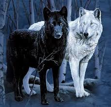 Black And White Wolves White Wolf Wolf Dog Black Wolf