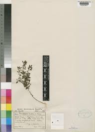 Image result for Stemodiopsis buchananii