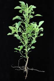 Image result for Acalypha fruticosa