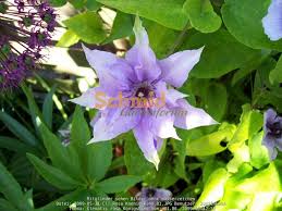 Lilac pink medium sized flowers during the spring with a second flush in the autumn. Clematis Rosa Konigskind Rosen Forum Garten Forum Schmid Gartenforum