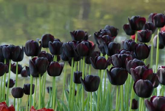 Queen of the Night | Rotteveel Bulb Company