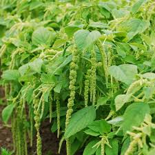 Image result for Amaranthus