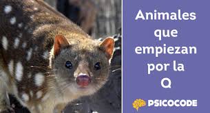 Los 10 Animales Que Empiezan Por Q Mas Conocidos