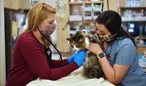 Book a local vet online, call us or download the app. Veterinarian In Union City San Jose Vet Near You Uni Pet Clinic