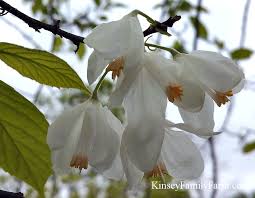 Michelia alba tree grafted in a 3 gallon container. Ornamental Flowering Trees Ga Garden Center Kinsey Family Farm