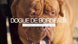 The dogue de bordeaux, bordeaux mastiff, french mastiff or bordeauxdog is a large french mastiff breed. Dogue De Bordeaux Five Things You Should Know Youtube