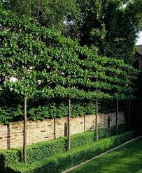 Pin Auf Sichtschutz Fur Garten Und Terrasse
