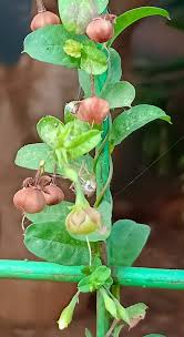 Image result for Xenostegia pinnata