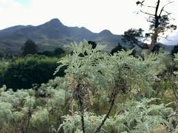 Image result for Artemisia afra