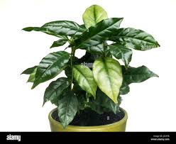 Image result for Coffea zanguebariae