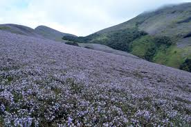 Flowers that bloom every 12 years. Once In A Blue Bloom Kerala S Famed Neelakurinji Set For Rare Mass Bloom