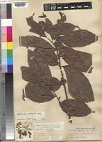 Image result for Grewia pubescens