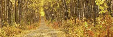 It is an ornamental tree that changes color with the seasons and would give your driveway some aesthetic. Birch And Aspen Trees Line A Gravel Driveway In Fairbanks Interior Alaska Stock Photo Dissolve