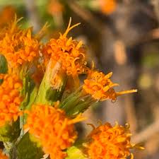 Image result for Distephanus divaricatus