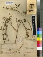 Image result for Crotalaria barkae