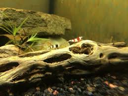 3 4 Pieces Of Cholla Wood Aquarium Driftwood With Healthy Ph Buffering Tannins By Invertobsessin 13 Fish Tank Terrarium Aquarium Driftwood Aquatic Arts