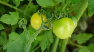Plant in fertile soil, amended with compost, mulch and provide even moisture. Candyland Tomatoes Make A Sweet Garden Treat Finegardening
