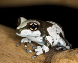 Fortheloveofherpetology Amazon Milk Frog Trachycephalus Resinifictrix Native To South America Their Natural Habitat Is In Humid Frog Habitat Frog Tree Frogs