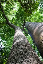 Image result for Copaifera baumiana
